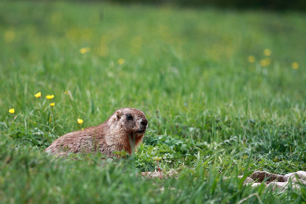 六月底的伊犁雪山,5月的伊犁草原