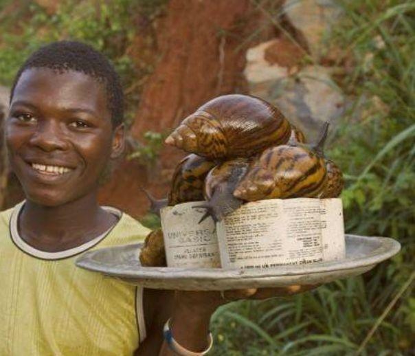 非洲又一物种入侵中国，连水泥都吃，这次连广东人都解决不了