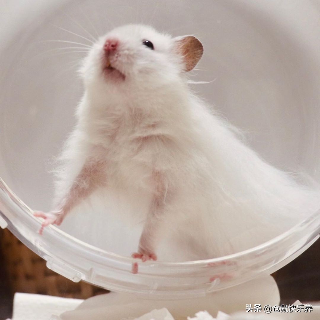 仓鼠的哪些行为能证明它真的不怕,仓鼠幼鼠为啥一直睡觉