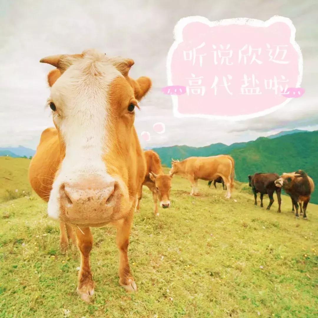 打卡网红地秋千,网红秋千户外营地打卡姿势