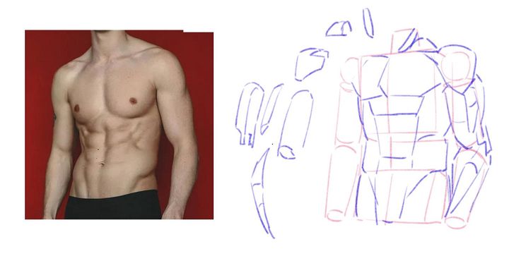 如何画人体结构动漫人物,漫画人体结构如何画