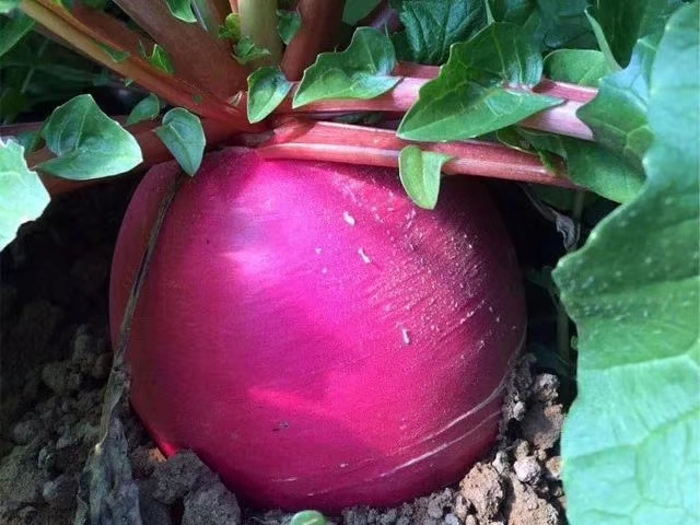 旅游中的回忆画,回忆生活照片的句子