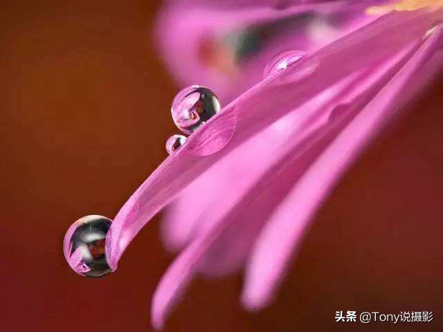 微距拍摄照片技巧有哪些,拍摄微距镜头如何构图