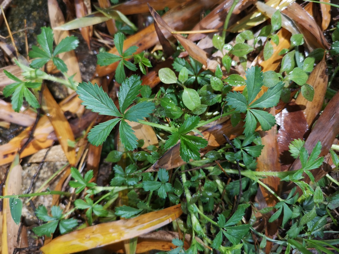 竹林深处探宝——只为了那一棵黄精