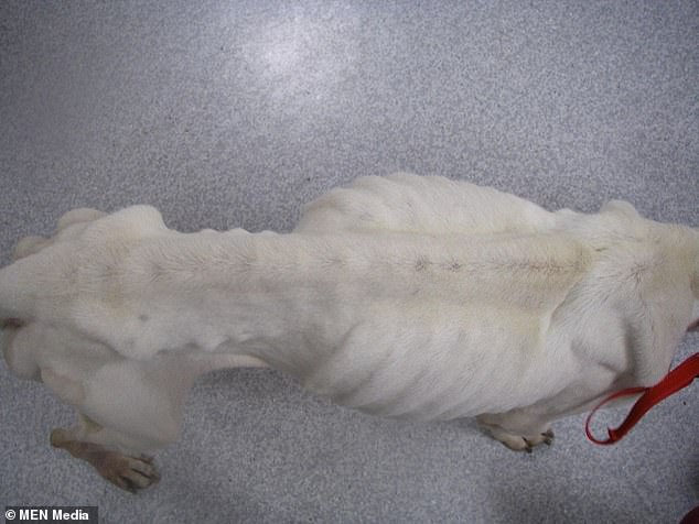 斗牛犬被主人丢弃,曾经被遗弃的斗牛犬