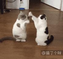 养猫为什么需要下聘礼,养猫必须付出代价