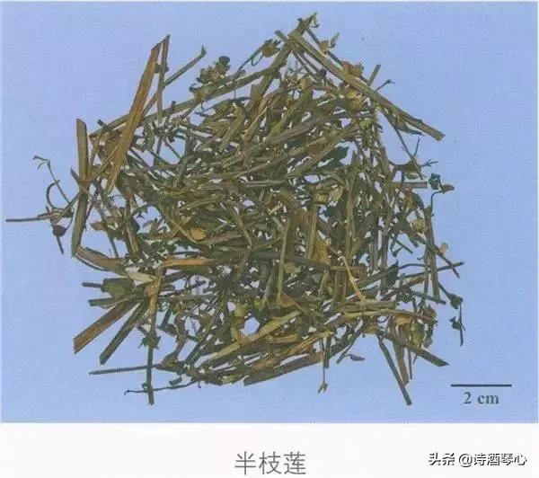 老中医分享抗癌草药半枝莲,半枝莲的归经和功效