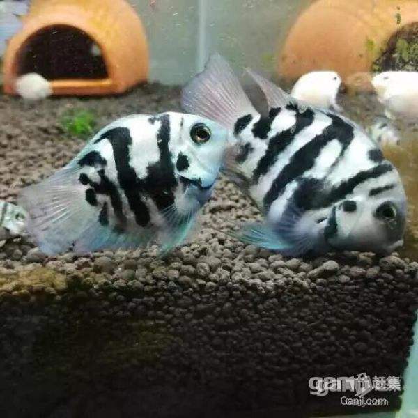 观赏鱼外伤如何处理,观赏鱼外伤鱼鳞掉了怎么办