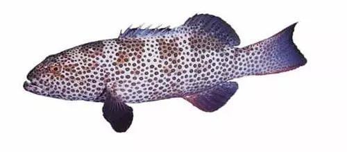 世界顶级海鲜鱼类,史上最完整鱼类海鲜图鉴