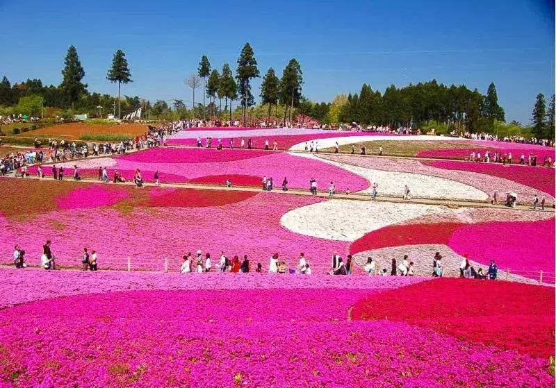 盘点那些年我看过的日本美景,日本美景8k超高清