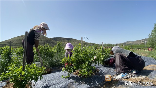 短视频丨【决战决胜脱贫攻坚】通渭李家店乡：脱贫致富的“黄金”产业——金银花