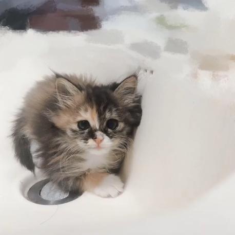 捡到一只被遗弃的小奶猫要怎么养,被猫妈遗弃了一只小奶猫