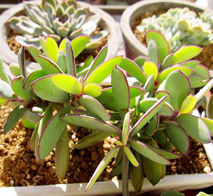 100种常见多肉植物图鉴收藏,1000种多肉植物图鉴及名字