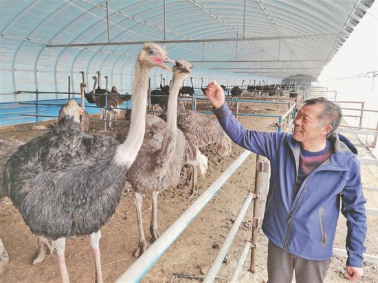 养殖鸵鸟致富,农村致富好帮手鸵鸟养殖