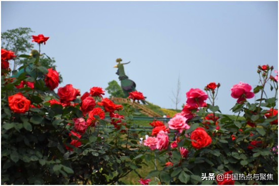 都江堰第三届菊花展,都江堰月季展览会