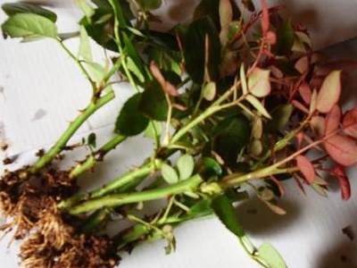 刚买的月季小苗要把花苞剪掉吗,月季小苗剪掉后叶片变小