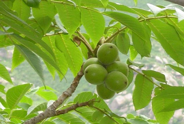 秦岭小核桃,秦岭野生核桃怎么判断