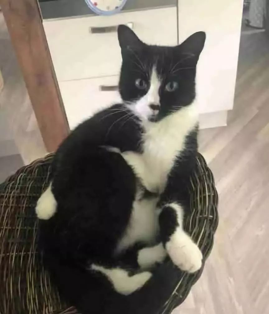 安检时猫在行李箱,安检行李箱有只猫