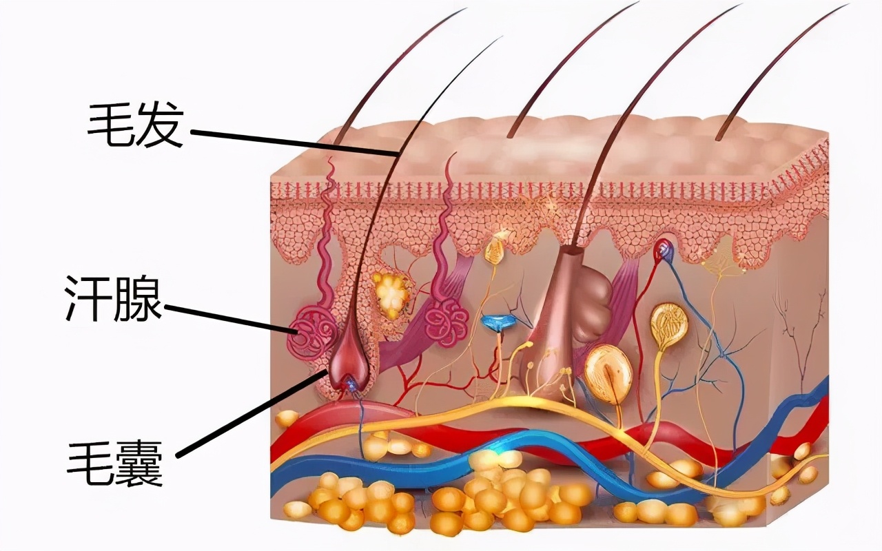 体毛多的优势是什么,体毛重的人可以刮吗