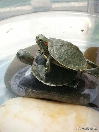 小乌龟怎么饲养小巴西龟,路边买的小乌龟怎么饲养
