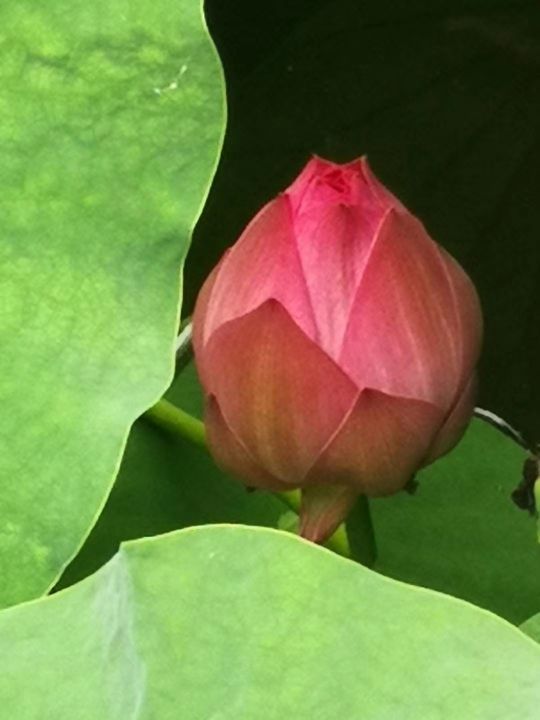 夏荷雅韵舞蹈,夏荷雅韵视频