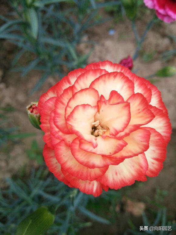 磷钾肥浇康乃馨,养康乃馨需要每天换水吗