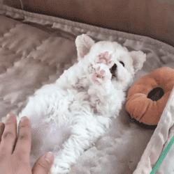 可爱呆萌的小奶狗视频,可爱可奶呆萌的小奶狗