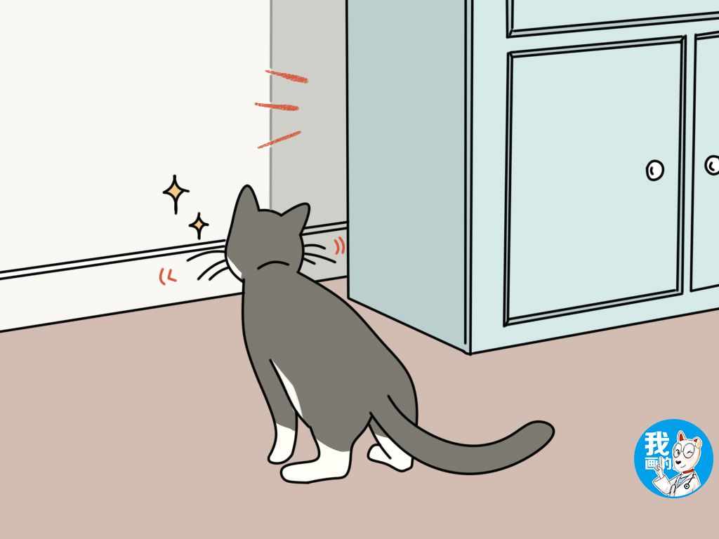 猫咪的胡子为什么不能剪,辟谣猫咪并非黑夜都能看得清