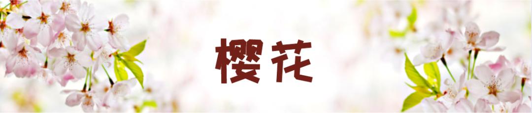 在云南，做一个“花吃”，挺好