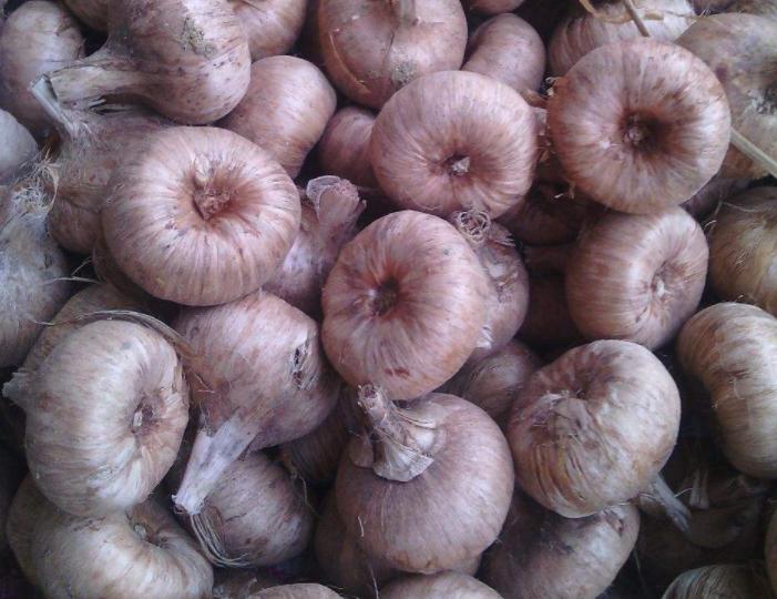 藏红花又称为女人花,藏红花西红花番红花是一种花吗