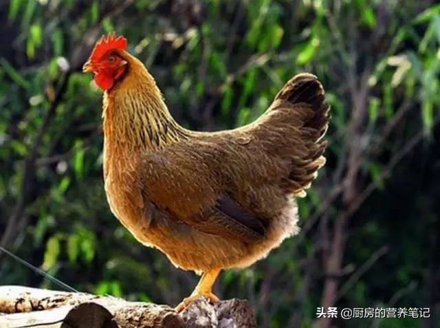 哪个省最爱吃鸡,广东被称为最会吃鸡的地方