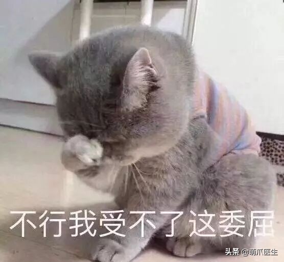 猫咪被蜜蜂蜇了症状怎么办,猫被蜜蜂蜇了怎么办