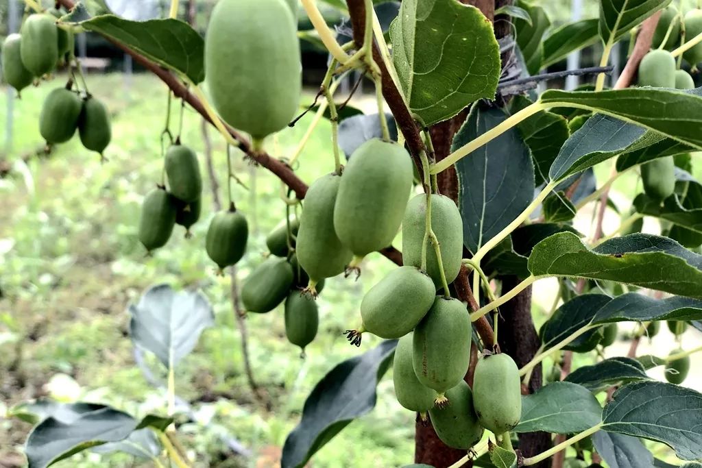 江阴哪里有猕猴桃,江阴猕猴桃