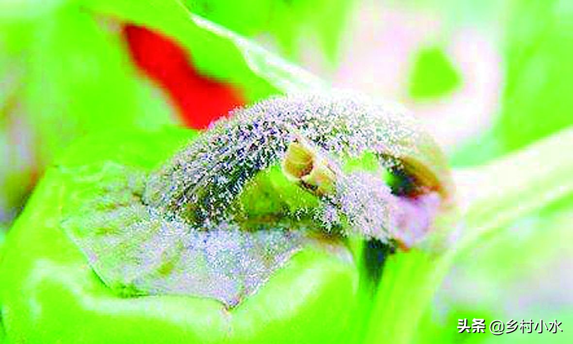 辣椒的灰霉病体现是什么症状,辣椒灰霉病会黄叶掉叶子吗