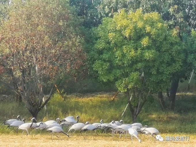 齐河附近带孩子自驾游景点,周边亲子游齐河
