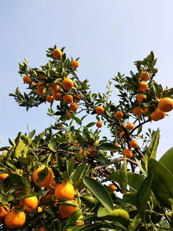 瑗垮北宀涢噾婊″涵,鑻忓窞瑗垮北宀涢噾婊″涵