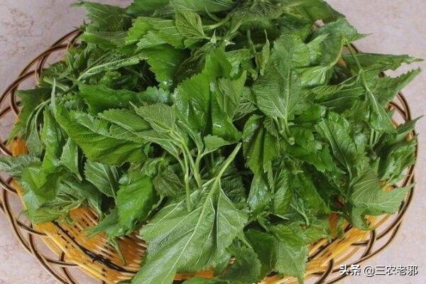 养蚕如何预防中毒,桑园虫害防治