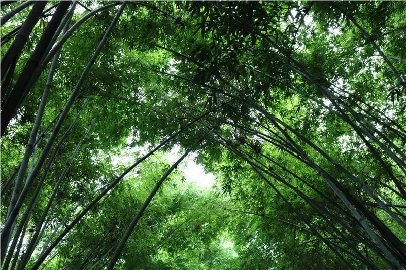 深圳遛娃必去景点免费过年,深圳适合儿童游玩的公园