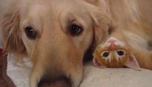 6岁金毛怎么驯养的呀图片,3岁大的金毛驯养教程