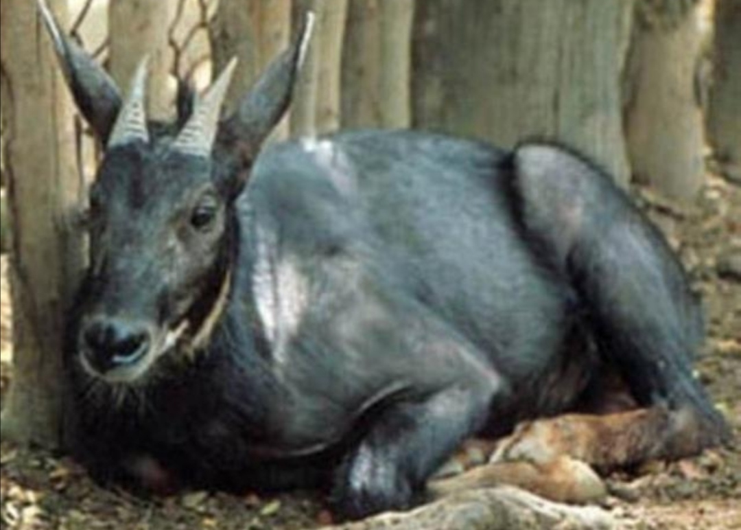 野生山麂子，小巧秀丽中透着灵动和机警，使人赏识和怜惜