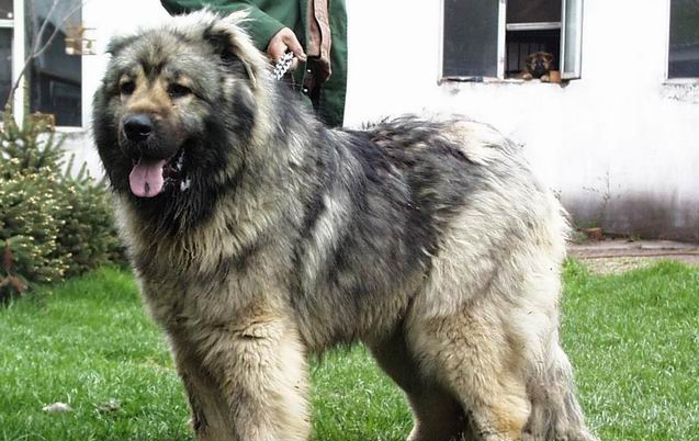 世界上一百种狗的图片,世界十种名贵狗