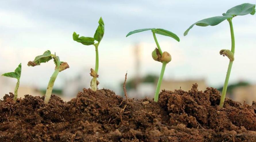 用什么菌剂修复土壤,生物菌改良土壤