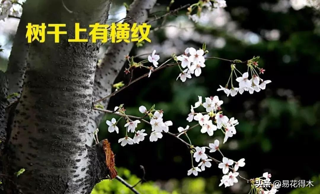 海棠春睡，樱花如雪，两种花卉如何辨识区别？