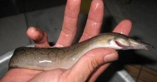 打开新世界之门,世界钓鱼之旅钓大鱼