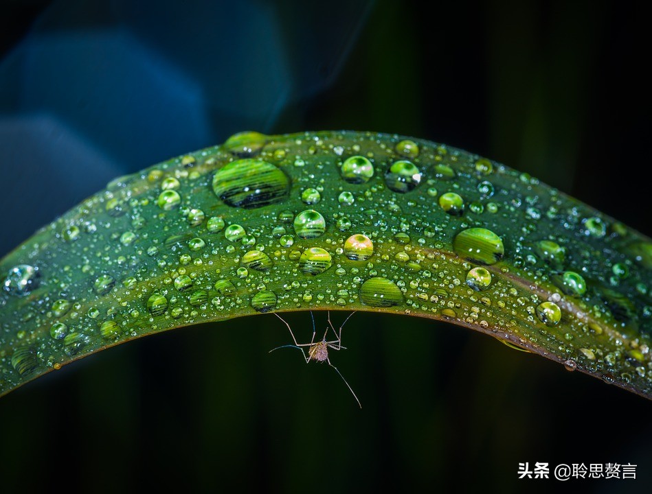 蚊子诗精选三十六首莫恨我心儿毒，只因你口儿馋