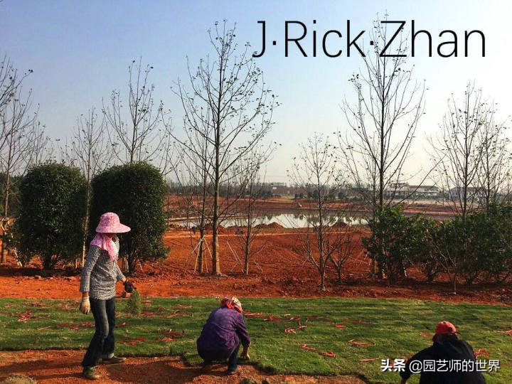 怎样种植草坪技术,果岭草坪的种植养护方法及技巧