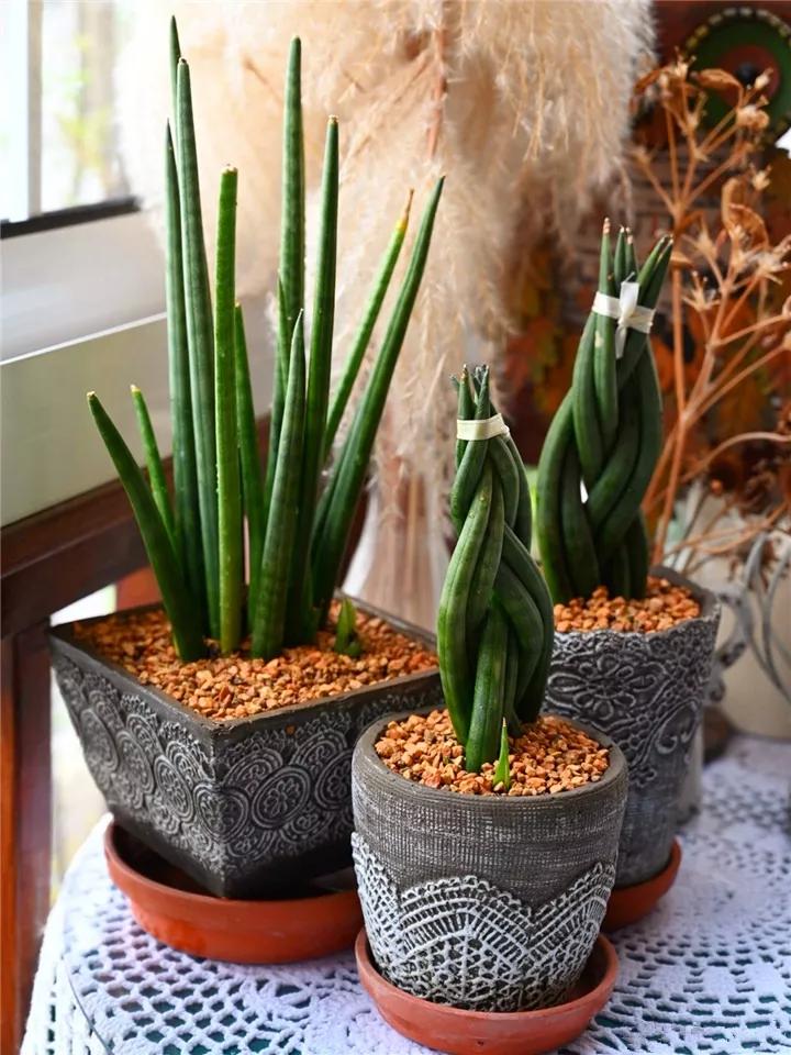 什么花放在家里最好看最实用,放家里风水好又好养的花有哪些