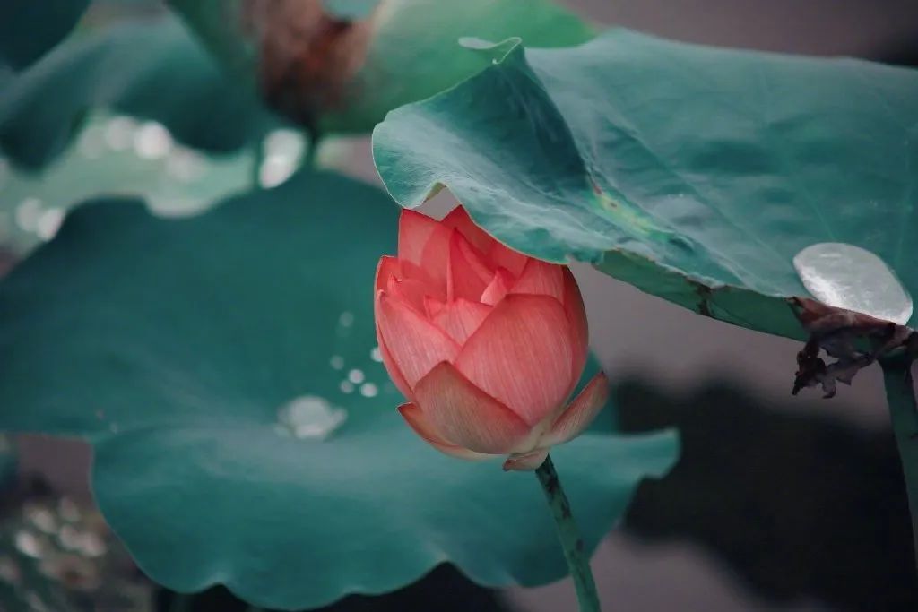 繁华过后一盏清茗也能品出百味,繁华之后静立于世