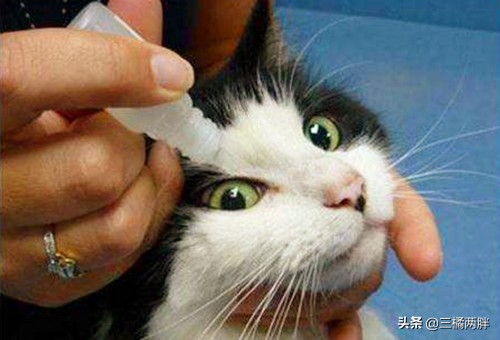 猫咪泪痕红褐色怎么用湿纸巾擦拭,猫咪眼屎用湿纸巾擦不掉