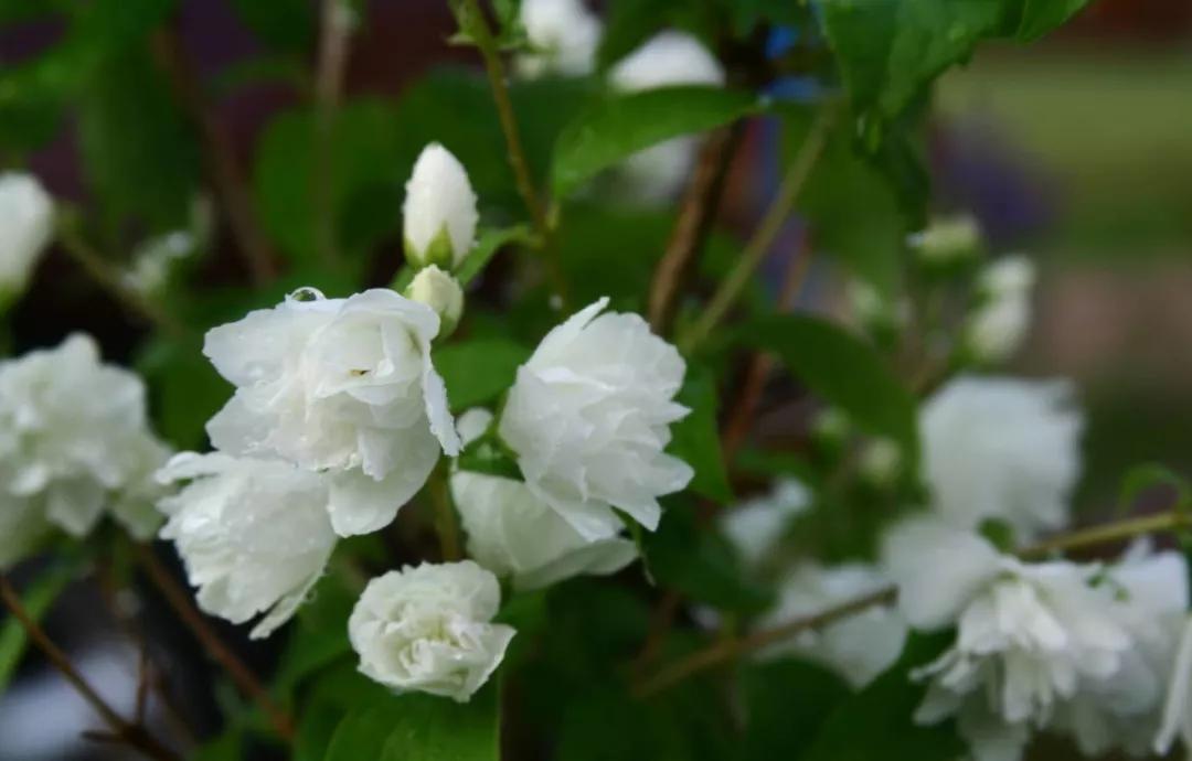 少女体香是什么意思,因为体香被搭讪